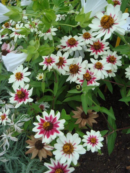 Zinnia x 'Zahara Starlite'